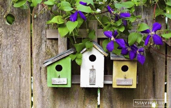 Uccelli selvatici nel loro cottage estivo - come attrarre controllo dei parassiti e proteggere il raccolto