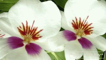 Phalaenopsis (Orchidea)