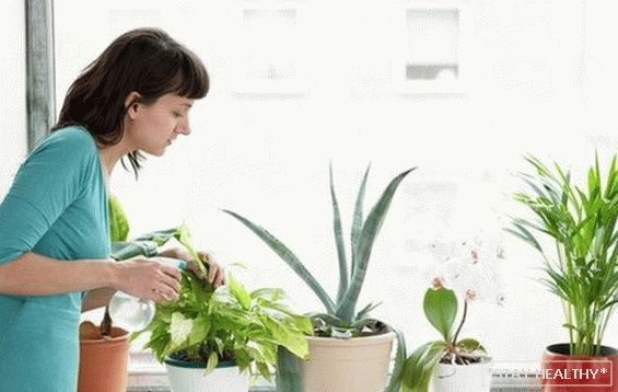 Semplici piante d'appartamento proteggono dai raffreddori. e influenza