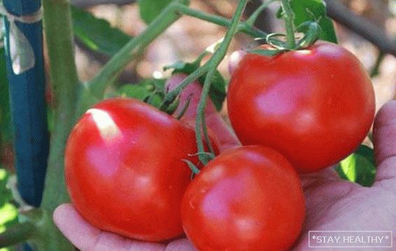 Pomodoro "Cappuccetto Rosso": descrizione,caratteristica e agrotecnologia. Cura completa per la varietà di pomodoro"Cappuccetto rosso"